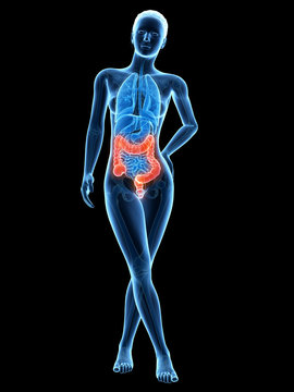 medical 3d illustration - female anatomy - colon