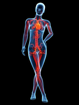medical 3d illustration - female anatomy - cardiovascular system