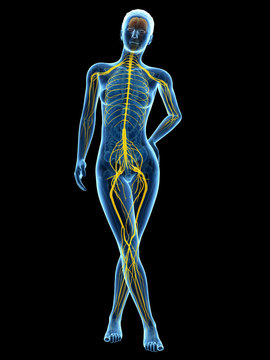 medical 3d illustration - female anatomy - nervous system