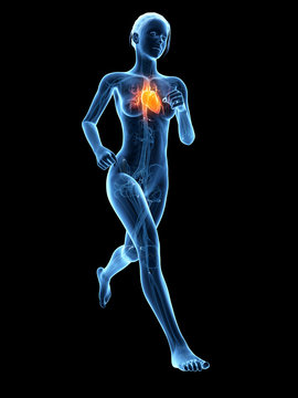 medical 3d illustration - female jogger with visible heart