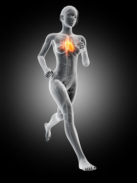 medical 3d illustration - female jogger with visible heart