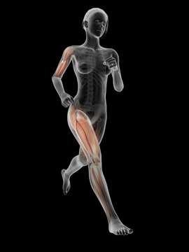 medical 3d illustration - female jogger with visible muscles