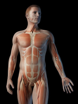 medical 3d illustration - male muscle system - upper body