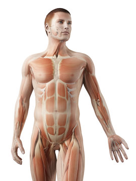 medical 3d illustration - male muscle system - upper body