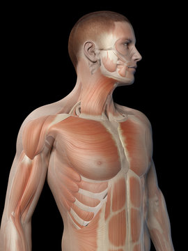 medical 3d illustration - male muscle system - upper body