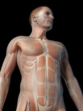 medical 3d illustration - male muscle system - upper body