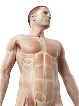 medical 3d illustration - male muscle system - upper body