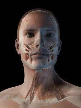 medical 3d illustration - male muscle system - facial muscles