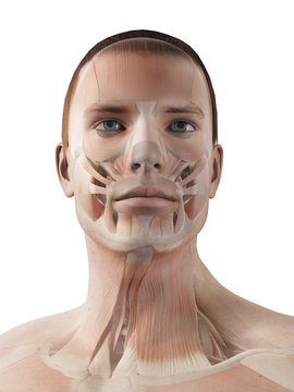 medical 3d illustration - male muscle system - facial muscles