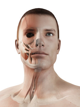 medical 3d illustration - male muscle system - facial muscles
