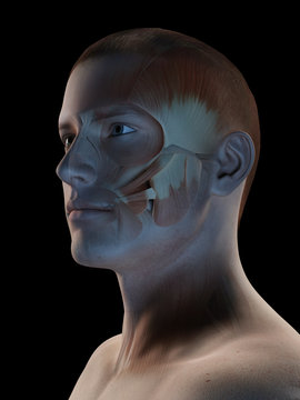 medical 3d illustration - male muscle system - facial muscles