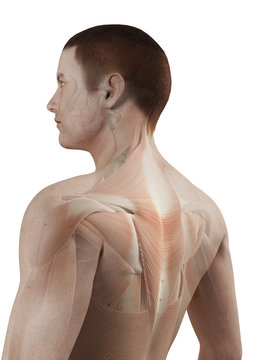medical 3d illustration - male muscle system - back muscles