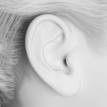 grey female - close up of the ear