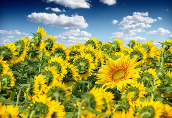 Poster - sunflower field