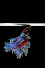 Wall Mural - Siamese Fighting Fish isolated ,