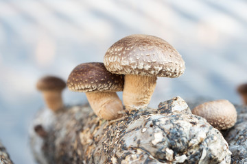 Wall Mural - shiitake mushrooms being cultivated the traditional organic way