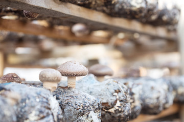 Wall Mural - Shiitake mushroom growing on trees