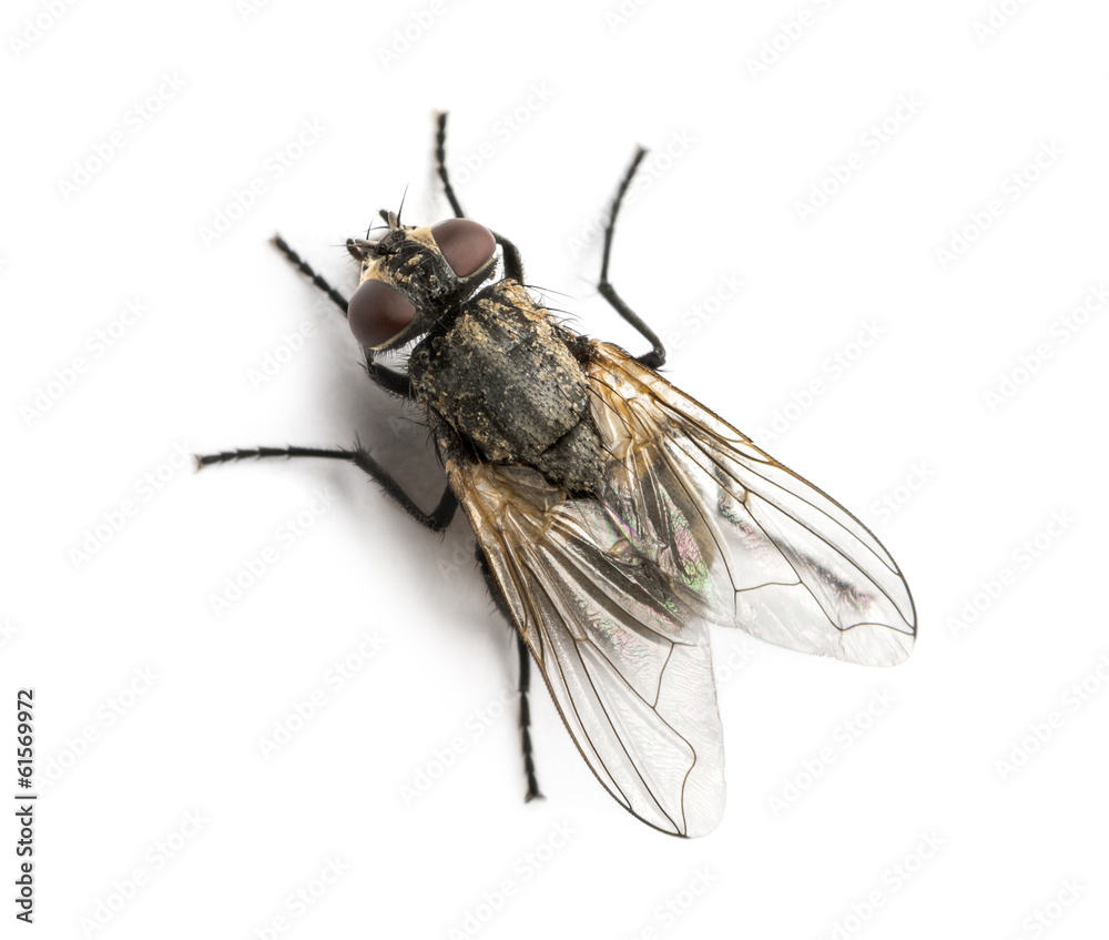 Dirty Common housefly viewed from up high, Musca domestica - obrazy, fototapety, plakaty 