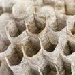 Close-up of a dry vespiary's cells, isolated on white