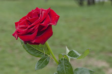Twig Of Beauty Fragrant Velvety Red Rose