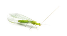 View From Up High Of A Common Green Lacewing, Chrysoperla Carnea