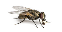 Side View Of A Dirty Common Housefly Eating, Musca Domestica