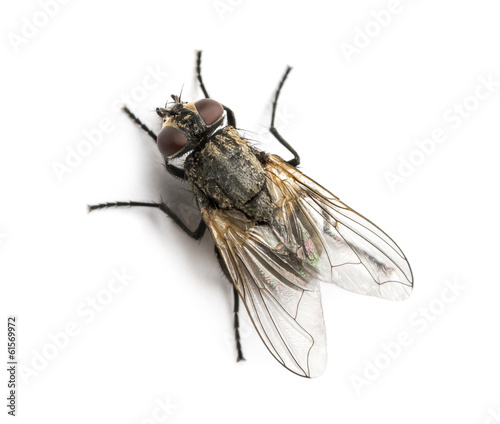 Fotomural Dirty Common housefly viewed from up high, Musca domestica
