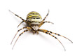 Wasp spider, Argiope bruennichi, isolated on white