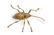 View from up high of a Acorn weevil, Curculio glandium, isolated