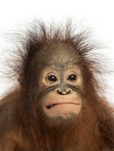 Close-up Of A Young Bornean Orangutan Making A Face
