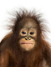 Close-up Of A Young Bornean Orangutan Facing