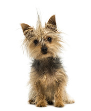 Yorkshire Terrier With A Crest, Sitting, Looking At The Camera