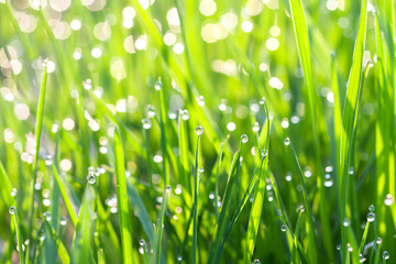 Wall Mural - green grass on a lawn with dew drops