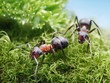 two ants formica rufa on go