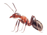 Fototapeta Zwierzęta - ant formica rufa on white