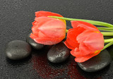 Fototapeta Tulipany - Czerwone tulipany na kamieniach do spa