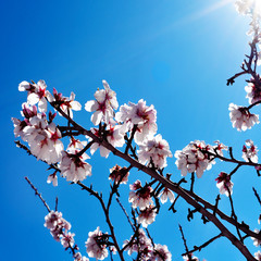 Poster - almond blossoms