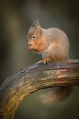 Wall Mural - red squirrel