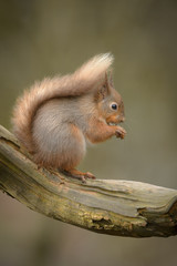 Wall Mural - red squirrel