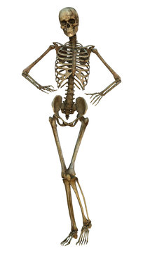 Human Skeleton