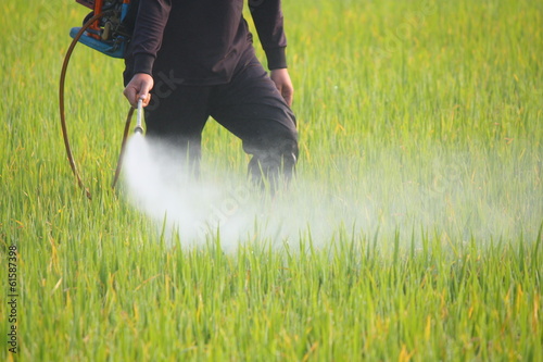 Cuadros en Lienzo farmer spraying pesticide in the rice field