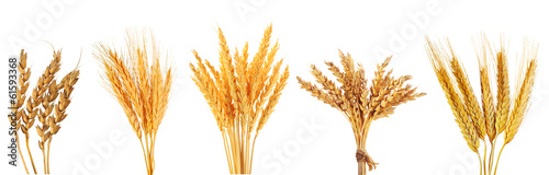 Fotografía set of various wheat ears