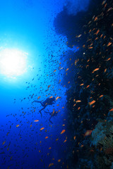 Wall Mural - Colorful fish and scuba divers in the red sea