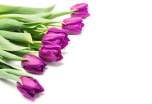 Purple Tulips Isolated On White Background