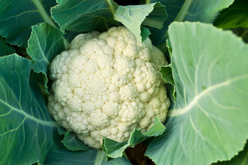 Wall Mural - Fresh cauliflower