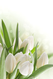 Fototapeta Tulipany - White tulips