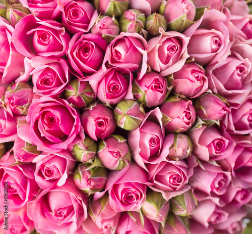 Naklejka na szybę beautiful pink rose flowers