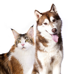 Wall Mural - Siberian Husky and cat breeds Maine Coon, Cat and dog