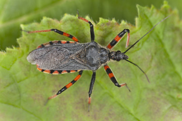 Wall Mural - Rhynocoris annulatus, an Assassin bug, sitting on leaf