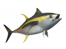 Yellowfin Tuna In Fast Motion, Isolated